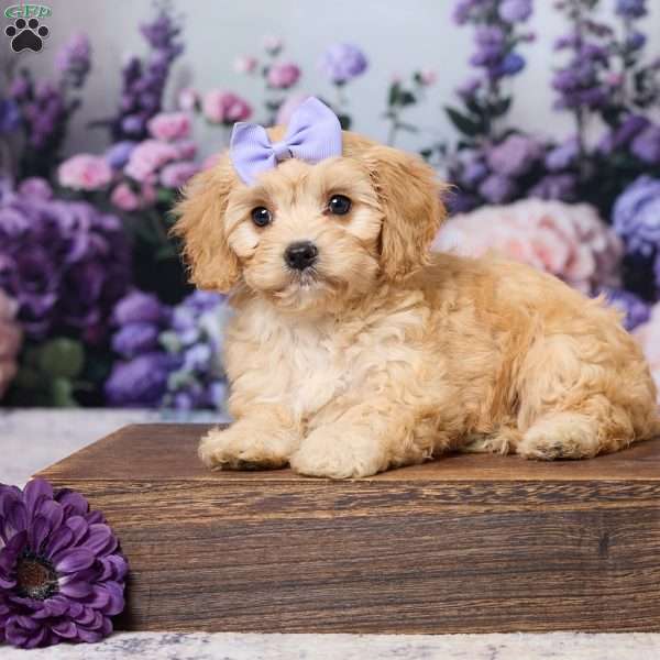Ashley, Cavachon Puppy